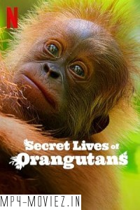 Secret Lives Of Orangutans (2024) Hollywood Hindi Dubbed poster